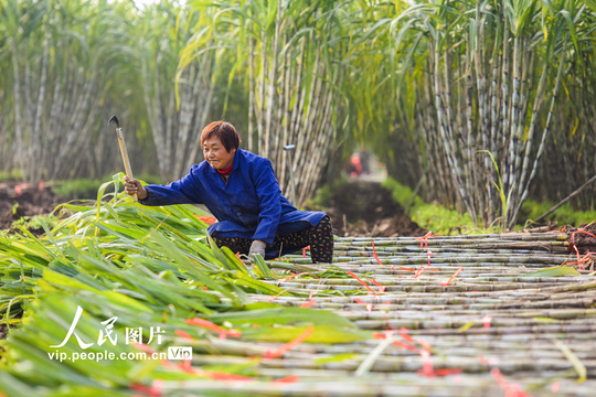 湖北江陵:青皮甘蔗喜获丰收(11) 第11页