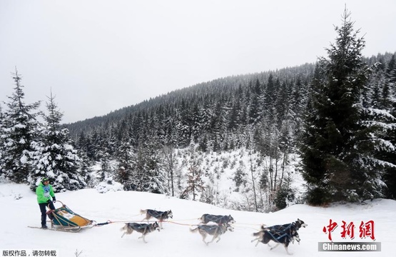 捷克狗拉雪橇大赛 狗狗冰天雪地中“呆萌”赛跑(5) 第5页