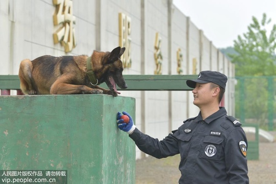 警犬“杰克”的训练课(6) 第6页