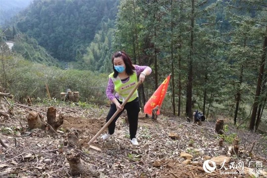 广西三江:“头雁引领”防疫情 “两手齐抓”助脱贫 第1页