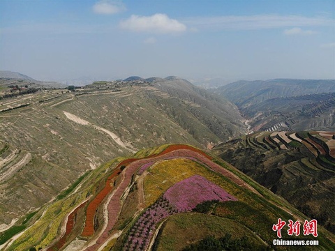 兰州荒山变“七彩花海” 黄土山峦如彩带(7) 第7页