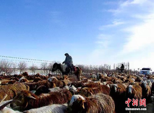 新疆裕民县30万只(头)牲畜开启春季转场(4) 第4页