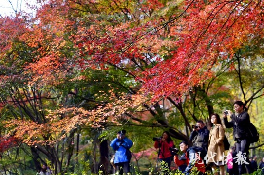 中山植物园近百种枫树展特色“枫”情 第1页