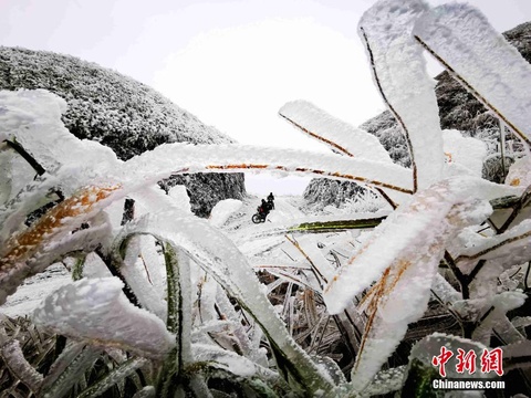 广西环江万亩草甸出现雾凇景观 第1页