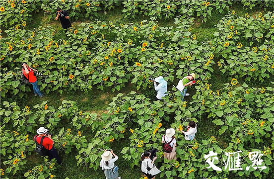 藏不住的金色花海 60亩向日葵竞相怒放(2) 第2页