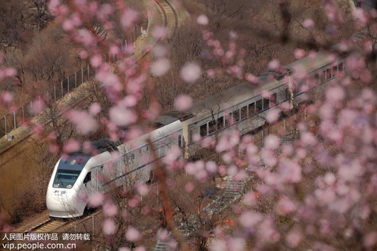 北京:游客乘市郊S2线列车欣赏花海美景(2) 第2页