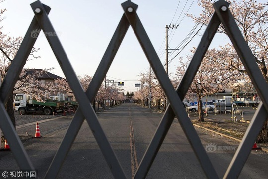 时隔9年 日本赏樱巴士再驶入福岛隔离区樱花大道(3) 第3页