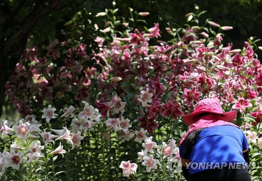 韩国首尔林公园夏季绿色盎然 吸引市民前往纳凉(13) 第13页