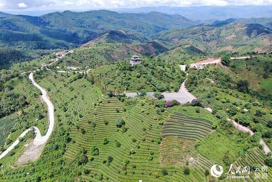 云南思茅:林中有茶 茶中有林(组图) 第1页