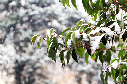 初雪来了!国际庄迎今冬第一场雪 第1页