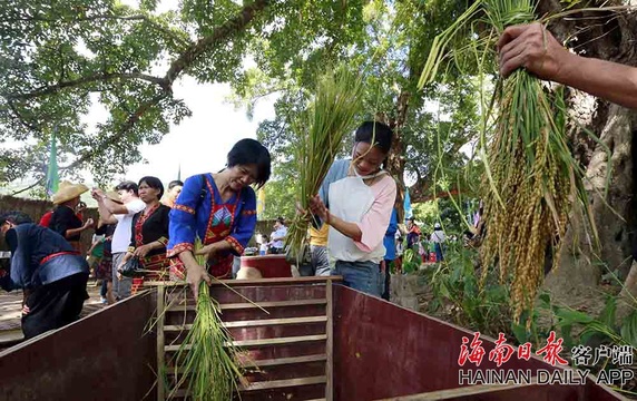 白沙黎族群众割山兰稻迎丰收(8) 第8页