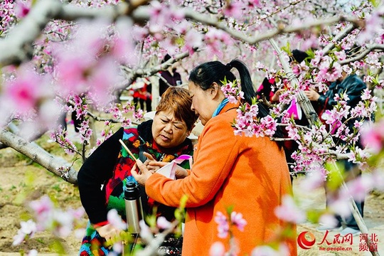 保定顺平:满山烂漫藏不住 朵朵桃花引客来(5) 第5页