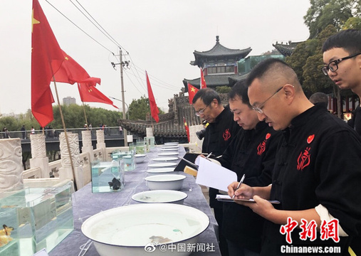 金鱼也有“选美”比赛 水中起舞PK才艺!(9) 第9页