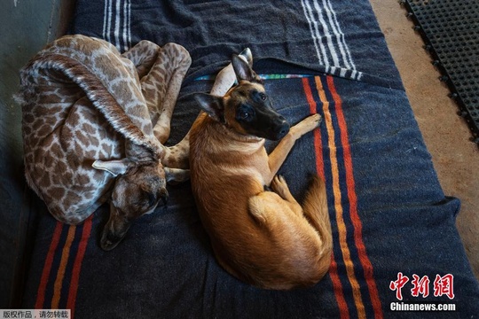 长颈鹿宝宝出生遭抛弃 与牧羊犬成好友受到精心照顾(2) 第2页