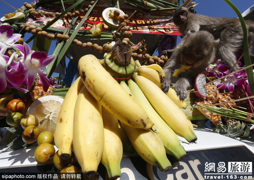 狂吃海塞欢度节日 猴子自助餐节在曼谷举行(5) 第5页