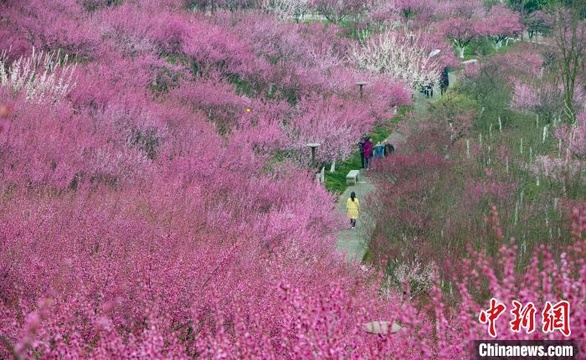 春回大地气象新 重庆万州花满城(5) 第5页