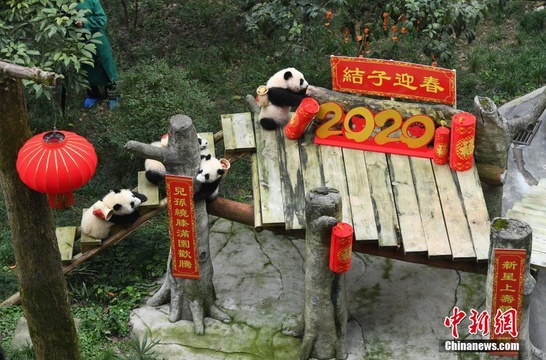 世界现存最长寿圈养大熊猫过新年 熊猫幼仔携礼给“曾祖母”拜年(4) 第4页