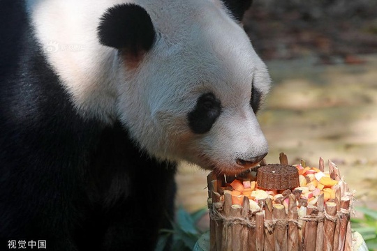 大熊猫“秋浜”迎来16岁生日 视频连线双胞胎哥哥庆祝(4) 第4页