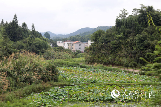 江西莲花:山塘发现大量索氏桃花水母 第1页