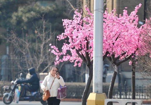 “塑料桃花”点缀沈阳街头 引市民欣赏(6) 第6页