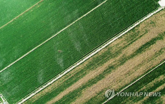 韩国全罗南道罗州水涝灾害严重 大面积稻田枯萎【组图】(3) 第3页