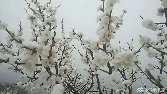 春花伴雪 香山桃花银装素裹 第1页