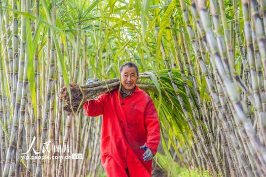 湖北江陵:青皮甘蔗喜获丰收(10) 第10页