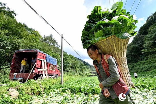 湖北保康:高山蔬菜助农增收脱贫(11) 第11页