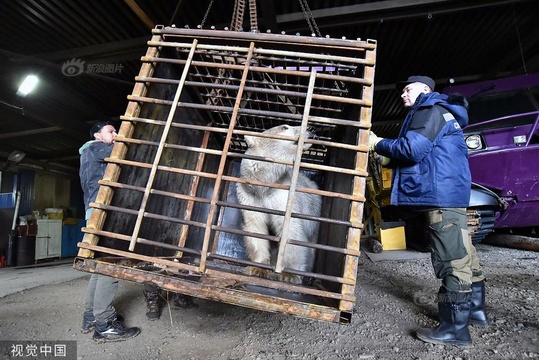 俄罗斯:“离家出走”北极熊被捕捉送进救援中心 第1页