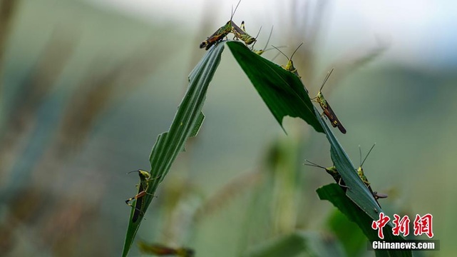 云南江城:全力消杀入侵蝗虫 第1页