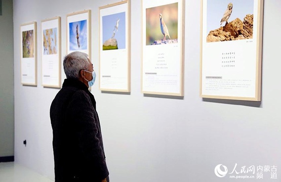 “大美乌梁素海·鸟类生态艺术作品展”正式开展(2) 第2页