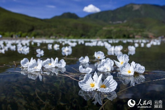 &quot;水质风向标&quot;海菜花现身云南多地水体(2) 第2页