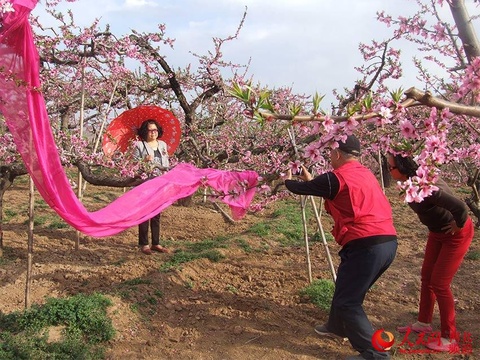 保定顺平:满山烂漫藏不住 朵朵桃花引客来 第1页