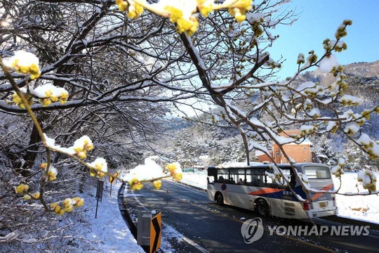 韩国江原道:阳春三月梅雪争春【组图】(4) 第4页