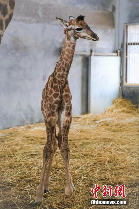济南野生动物世界添小长颈鹿 出生身高近2米(3) 第3页
