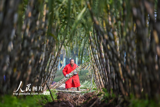 湖北江陵:青皮甘蔗喜获丰收(7) 第7页