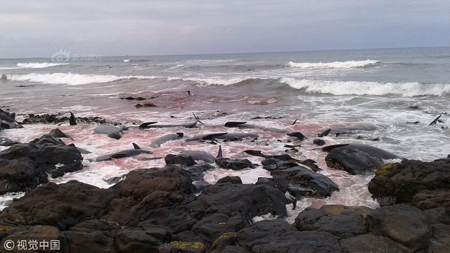 新西兰多只巨头鲸搁浅死亡 岸边海水染成红色 第1页