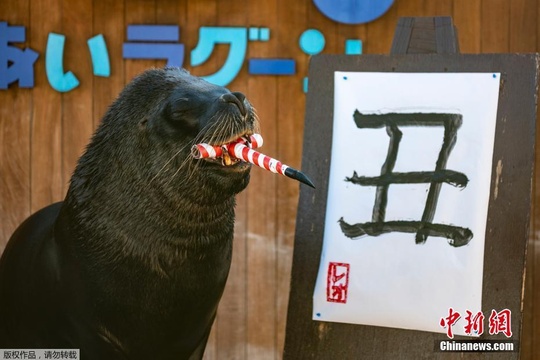 日本海狮挥毫写下汉字“丑” 迎接辛丑牛年 第1页