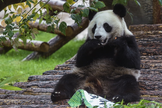 莫斯科动物园为大熊猫“如意”和“丁丁”庆生(4) 第4页