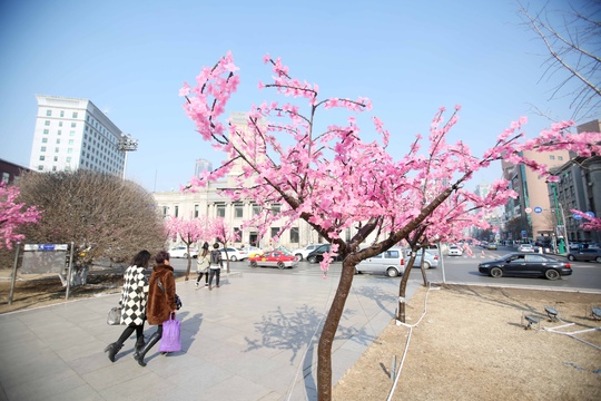 “塑料桃花”点缀沈阳街头 引市民欣赏(7) 第7页