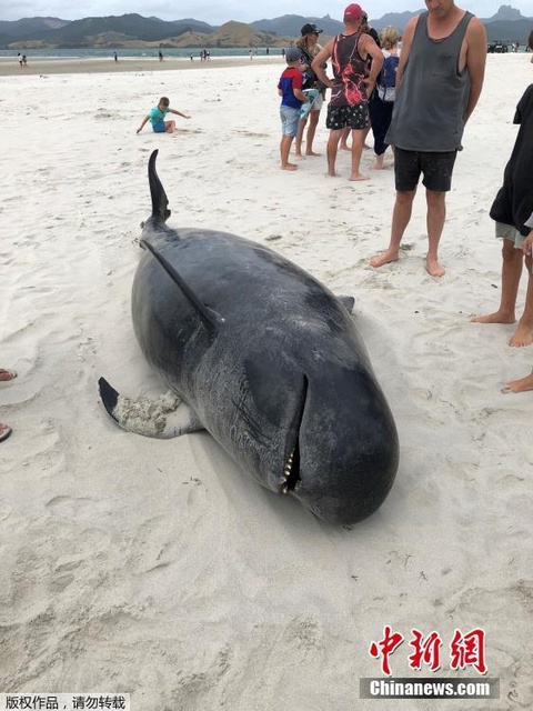 鲸鱼集体搁浅新西兰海滩 民众助其重返大海 第1页