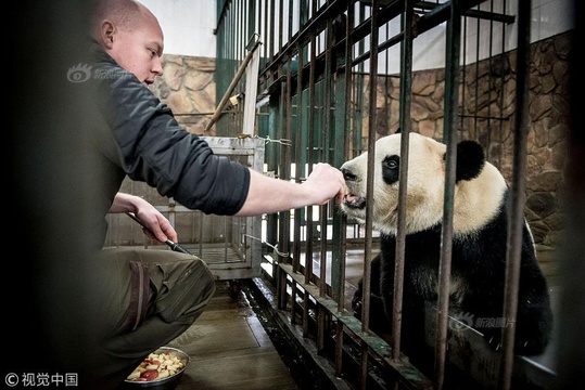大熊猫将前往哥本哈根动物园 与丹麦饲养员亲切互动(3) 第3页