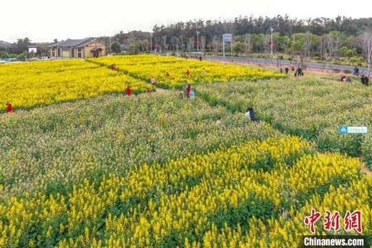 福建妈祖故里:多彩油菜花绚丽绽放 第1页