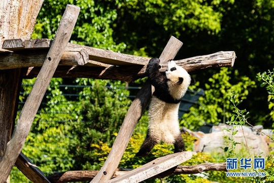 德国:动物园重新开 大熊猫迎客来(5) 第5页