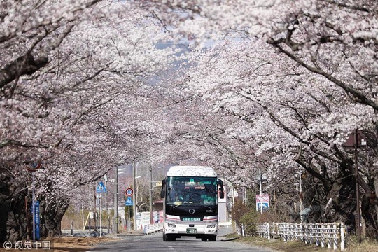 时隔9年 日本赏樱巴士再驶入福岛隔离区樱花大道(4) 第4页