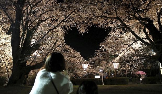太梦幻!日本弘前公园樱花树长成了爱心模样 第1页