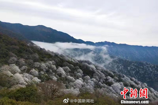 贵州梵净山冰花漫山 云雾缭绕仿若仙境(4) 第4页