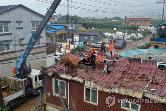 韩国多地遭遇强降雨 黄牛上屋顶躲洪水等救援 第1页