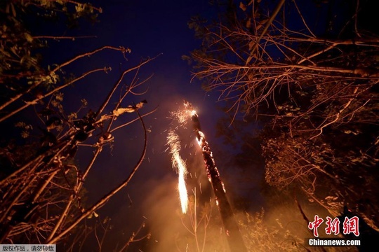 亚马孙火灾雨林满目疮痍 大火后现动物尸体(5) 第5页