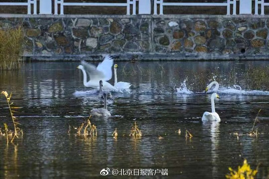 密云首次迎来野生天鹅栖息(7) 第7页